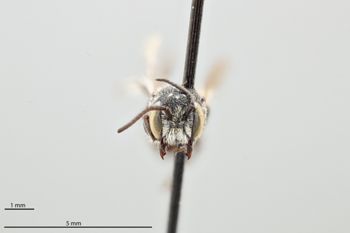 Media type: image;   Entomology 793013 Aspect: head frontal view